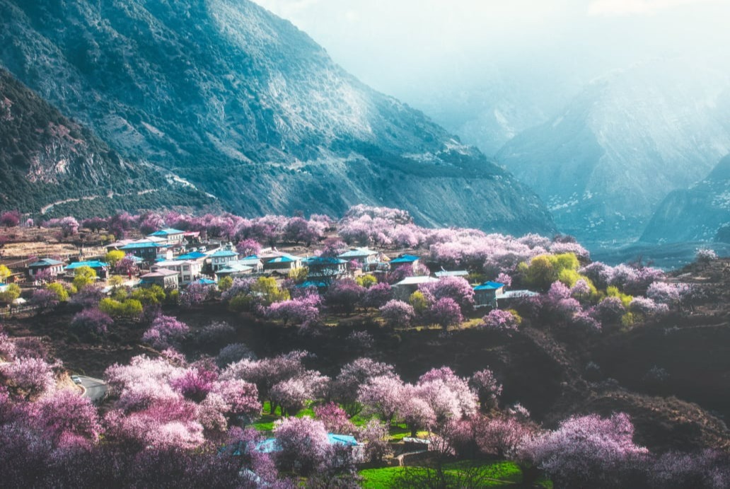 林芝桃花